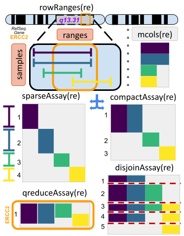 RaggedExperiment object schematic. Rows and columns represent genomic ranges and samples, respectively. Assay operations can be performed with (from left to right) compactAssay, qreduceAssay, and sparseAssay.